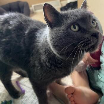 Domestic Short Hair Cats Available for Adoption - Stormy | PetCurious