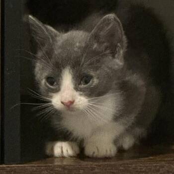 Hashbrown Jr. (black) -  Domestic Short Hair Cat for Adoption in Winston-salem, North Carolina - Hashbrown Jr. (black) | PetCurious