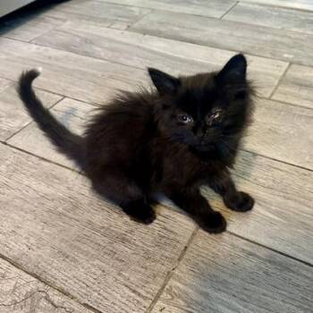 Willie -  Domestic Short Hair Cat for Adoption in Edwardsville, Illinois - Willie | PetCurious