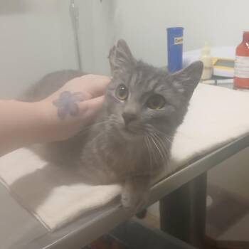 Domestic Short Hair Cats Available for Adoption - Chateau | PetCurious