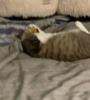 Rescue Domestic Short Hair Cats for Adoption in Cincinnati, Ohio - Clark | PetCurious