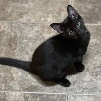 Skunk -  Domestic Short Hair Cat for Adoption in Wappingers Falls, New York - Skunk | PetCurious