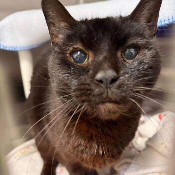 Domestic Short Hair Cats Available for Adoption in Cumming, Georgia - Fred | PetCurious