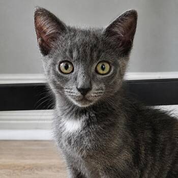 Luka -  Domestic Short Hair Cat for Adoption in Pontiac, Michigan - Luka | PetCurious