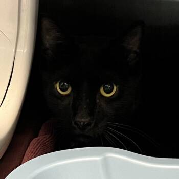 Agent -  Domestic Short Hair Cat for Adoption in Baltimore, Maryland - Agent | PetCurious