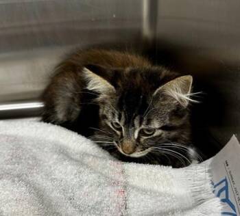 Ryder -  Domestic Short Hair Cat for Adoption in Westland, Michigan - Ryder | PetCurious