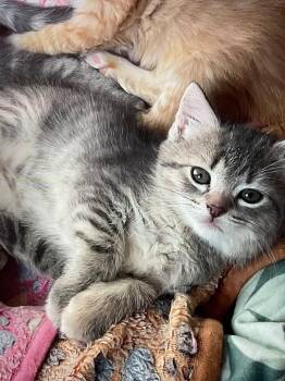 Domestic Short Hair Cats Available for Adoption in Johnson City, Tennessee - Mozzarella | PetCurious