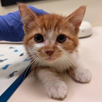 Bowie -  Domestic Short Hair Cat for Adoption in Lynchburg, Virginia - Bowie | PetCurious