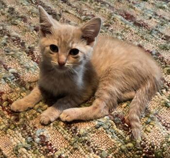 Rescue Domestic Short Hair Cats for Adoption in Charlotte, North Carolina - Sunny | PetCurious