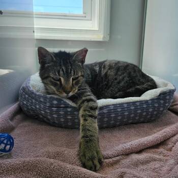 Tony -  Domestic Short Hair Cat for Adoption in Ridgely, Maryland - Tony | PetCurious
