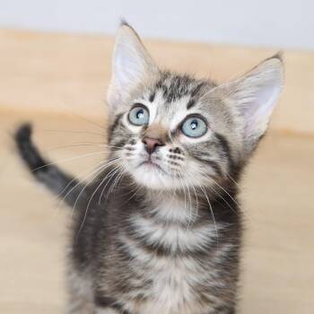 Domestic Short Hair Cats Available for Adoption - Johnny Walker ~ C67300 | PetCurious