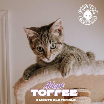 Toffee -  Domestic Short Hair Cat for Adoption in Wilmington, North Carolina - Toffee | PetCurious