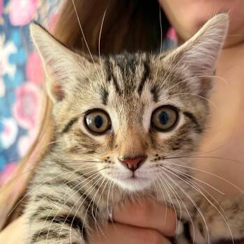 Caramel -  Domestic Short Hair Cat for Adoption in Durham, North Carolina - Caramel | PetCurious