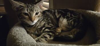 Jasper -  Domestic Short Hair Cat for Adoption in Rio Linda, California - Jasper | PetCurious