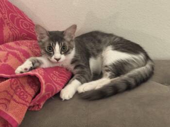 Bruno -  Tabby Cat for Adoption in Los Angeles, California - Bruno | PetCurious