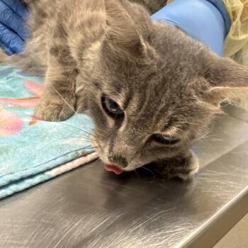 Momma Bear -  Domestic Short Hair Cat for Adoption in West Palm Beach, Florida - Momma Bear | PetCurious