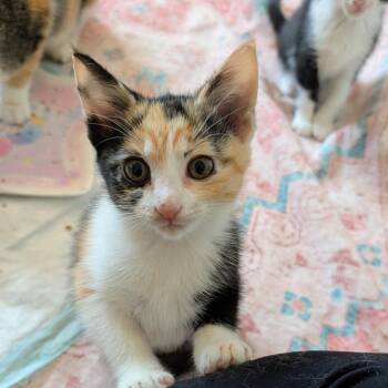 Maddie -  Domestic Short Hair Cat for Adoption in Houston, Texas - Maddie | PetCurious