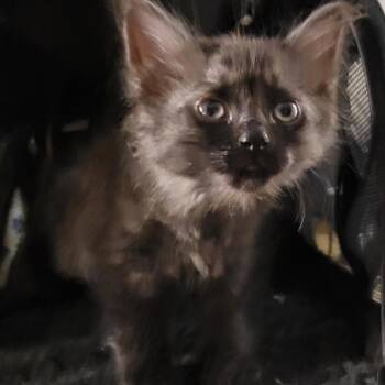 Meiosis -  Domestic Medium Hair Cat for Adoption in Tempe, Arizona - Meiosis | PetCurious