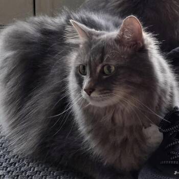 Domestic Long Hair Cats Available for Adoption in Normal, Illinois - Stewie | PetCurious