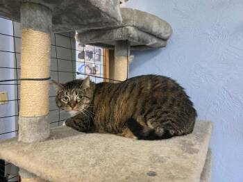 Rescue Tabby Cats for Adoption in Shippenville, Pennsylvania - Izzy Biggs | PetCurious
