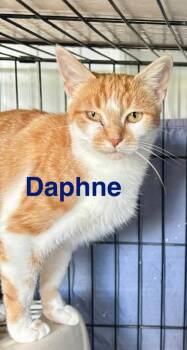 Rescue Domestic Short Hair Cats for Adoption in Hartford City, Indiana - Daphne | PetCurious