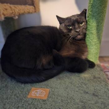 Mackey -  Domestic Short Hair Cat for Adoption in Gibsonia, Pennsylvania - Mackey | PetCurious