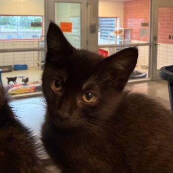Sailor Mars -  Domestic Short Hair Cat for Adoption in Cedar Rapids, Iowa - Sailor Mars | PetCurious