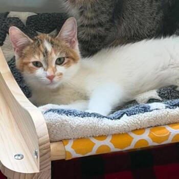 Blanche -  Domestic Short Hair Cat for Adoption in Richland, Michigan - Blanche | PetCurious