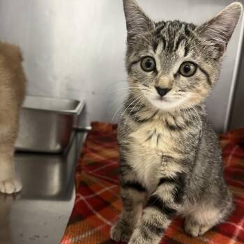 Nixie -  Domestic Short Hair Cat for Adoption in Idaho Falls, Idaho - Nixie | PetCurious