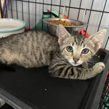 Scorpion -  Domestic Short Hair Cat for Adoption in Granville, Ohio - Scorpion | PetCurious