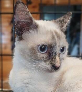 Rescue Siamese Cats for Adoption in Lee