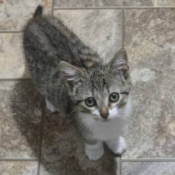 Naomi -  Domestic Short Hair Cat for Adoption in Frankfort, Michigan - Naomi | PetCurious
