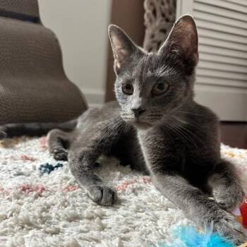 Domestic Short Hair Cats Available for Adoption in Philadelphia, Pennsylvania - Chef | PetCurious