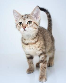 Wasabi -  Domestic Short Hair Cat for Adoption in Boone, Iowa - Wasabi | PetCurious