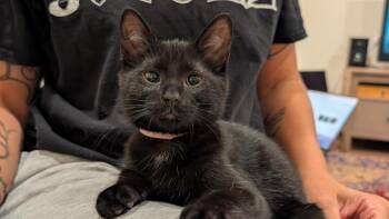 Kira -  Domestic Short Hair Cat for Adoption in Arthur, Ontario - Kira | PetCurious