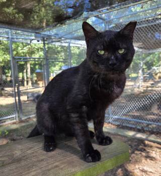 Grumpy -  Domestic Short Hair Cat for Adoption in Magnolia Springs, Alabama - Grumpy | PetCurious