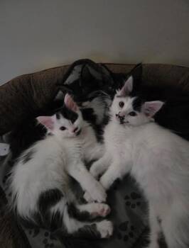 Armani -  Domestic Short Hair Cat for Adoption in Winnipeg, Manitoba - Armani | PetCurious