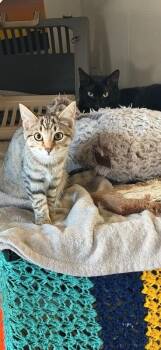 Domestic Short Hair Cats Available for Adoption - Little Sis | PetCurious