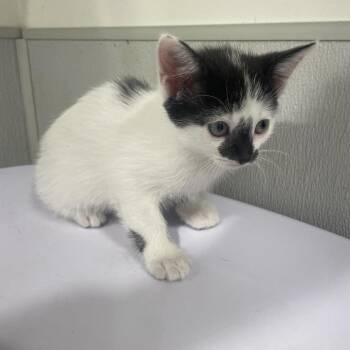Domestic Short Hair Cats Available for Adoption in Clearwater, Florida - Claudia | PetCurious