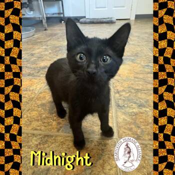 Rescue Domestic Short Hair Cats for Adoption in Red Lodge, Montana - Midnight | PetCurious