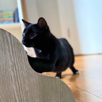 Rescue Domestic Short Hair Cats for Adoption in Evanston, Illinois - Atwood | PetCurious