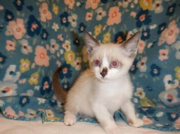 JADE -  Domestic Short Hair Cat for Adoption in San Jose, California - JADE | PetCurious