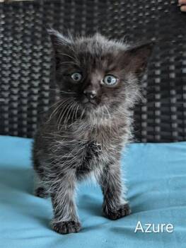 Domestic Short Hair Cats Available for Adoption in Rosenberg, Texas - AZURE | PetCurious