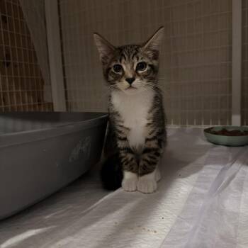 Grissi -  Domestic Short Hair Cat for Adoption - Grissi | PetCurious