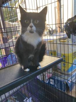 Halifax 4 -  Domestic Medium Hair Cat for Adoption in Chatham, Virginia - Halifax 4 | PetCurious
