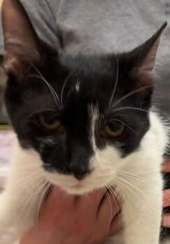 Rescue Domestic Short Hair Cats for Adoption in Elizabethton, Tennessee - BOWIE | PetCurious