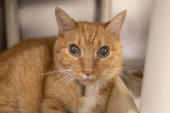 Domestic Short Hair and Tabby Cats Available for Adoption in Mountain Home, Arkansas - Gibbs | PetCurious
