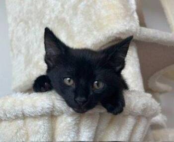 Huckleberry -  Domestic Short Hair Cat for Adoption in Raleigh, North Carolina - Huckleberry | PetCurious