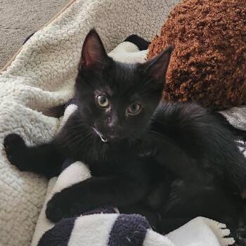 Rescue Domestic Short Hair Cats for Adoption in Butler, Pennsylvania - Ellie | PetCurious