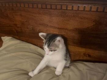 Crocker -  Domestic Short Hair Cat for Adoption in Warren, Pennsylvania - Crocker | PetCurious